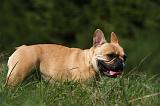 BOULEDOGUE FRANCAIS 862